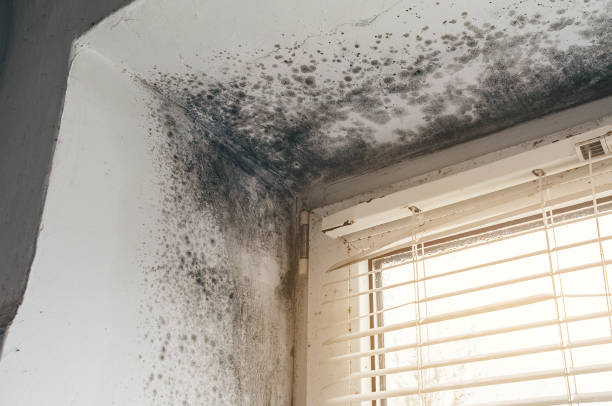 Affordable Mold Cleanup solutions in Stedman, NC